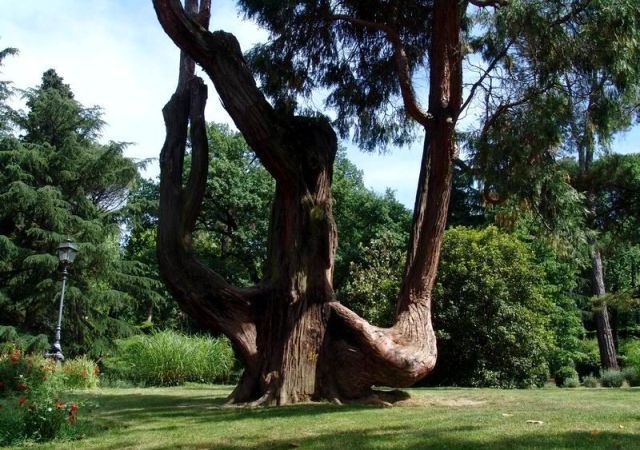il grandissimo albero secolare all'interno del giardino del bobolino a firenze. Si trova nel mezzo di un prato verde ed è fatto da tre grandi arbusti snodati dalla cui cima escono i rami verdi